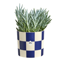blocks & stripes 15cm royal blue